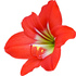 Amaryllis