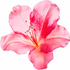 Azalea