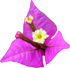 Bougainvillea