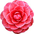 Camellia