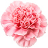 Carnation