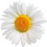 Chamomile