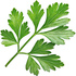 Chervil