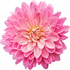 Chrysanthemum