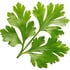 Coriander
