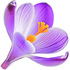 Crocus