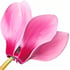 Cyclamen