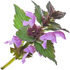 Deadnettle