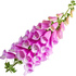 Digitalis