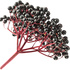 Elderberry
