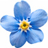 Forget-me-not
