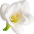 Freesia