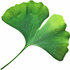 Gingko