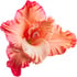 Gladiolus