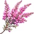 Heather