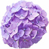 Hydrangea