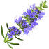 Hyssop