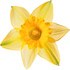 Jonquil