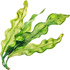 Kelp