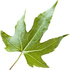 Liquidambar