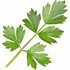 Lovage
