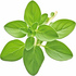Marjoram
