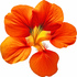 Nasturtium
