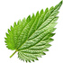 Nettle