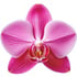 Orchid