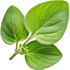Oregano