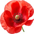 Poppy
