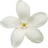 Stephanotis