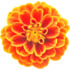 Tagetes