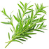 Tarragon